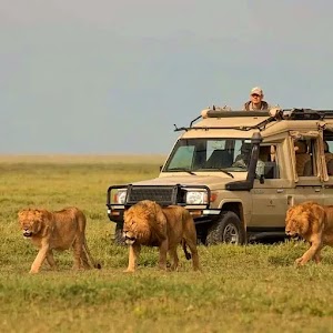 Afromasai Eastern Safaris